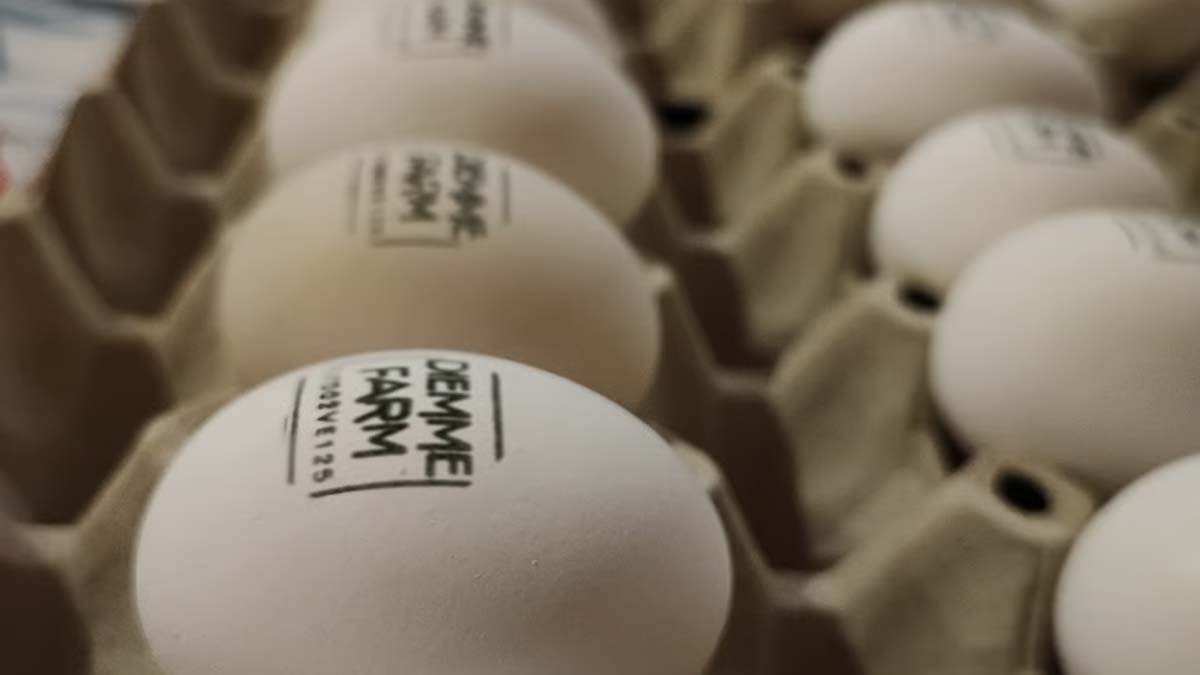 Uova fresche di gallina